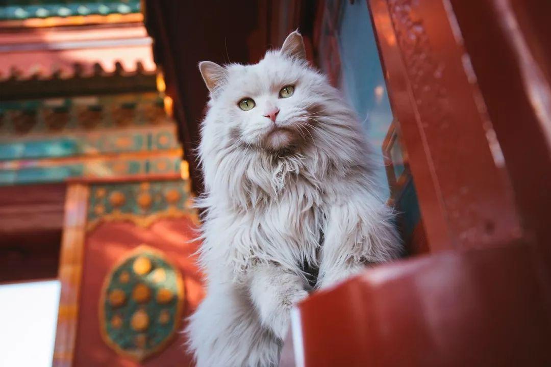 中国人为什么什么都敢吃,中国人什么都吃但为什么不吃猫