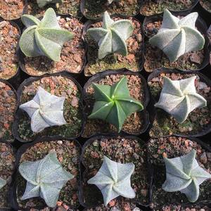 十个仙人球,最新30个仙人球品种