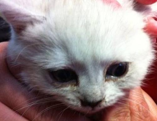 英短猫有泪痕怎么办,英短幼猫泪痕正常吗