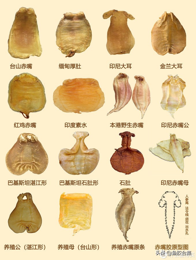 如何避免买鱼胶不踩雷区,选鱼胶怎么选科普