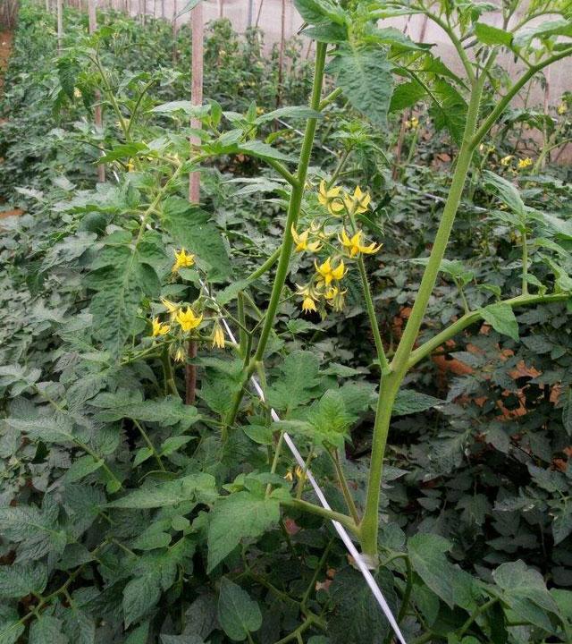 番茄药害是怎么产生的,番茄打助壮素发生药害怎么办