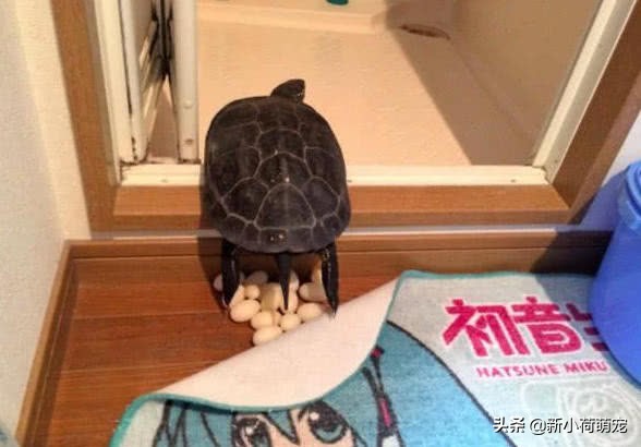 养的乌龟终于下蛋了,养的乌龟下蛋了是好兆头么