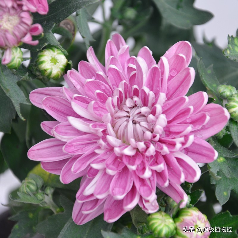 四季开花的香花植物,列举6种香花植物