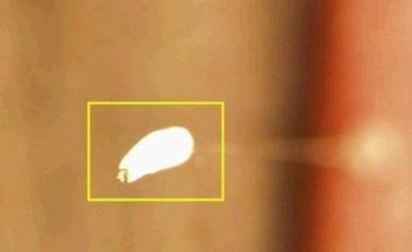 曼珠沙华和哪种花一起好看 (昙花曼珠沙华)