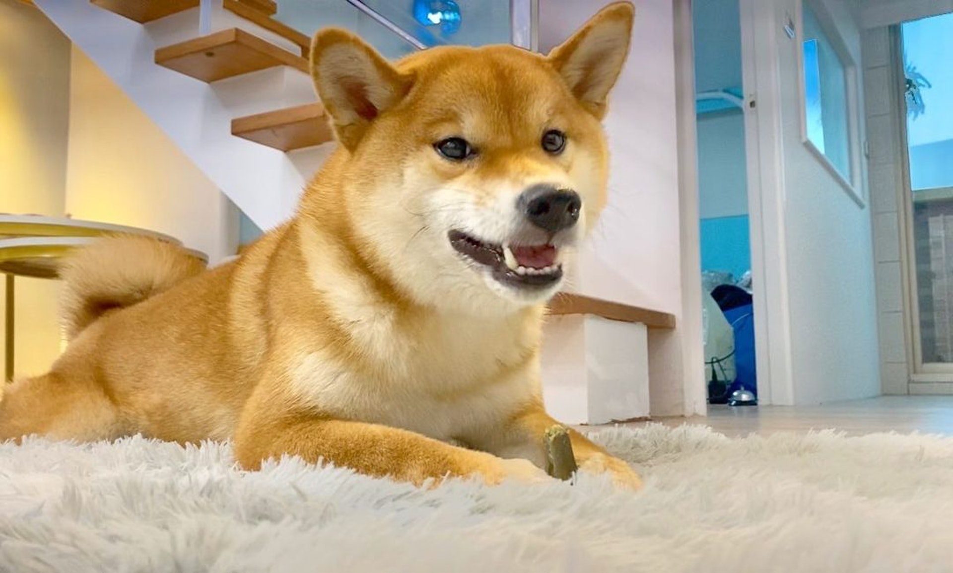 胆小柴犬遇神秘东西秒被吓跑　吓到脸歪、弹起反应笑翻网民