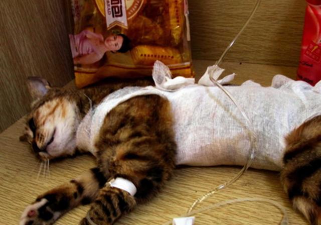 猫咪哪些情况需要去医院,猫咪有外伤用什么消炎