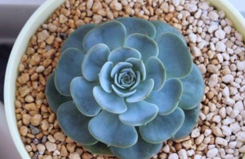 最容易烂根的四种花,花烂根了怎么救活