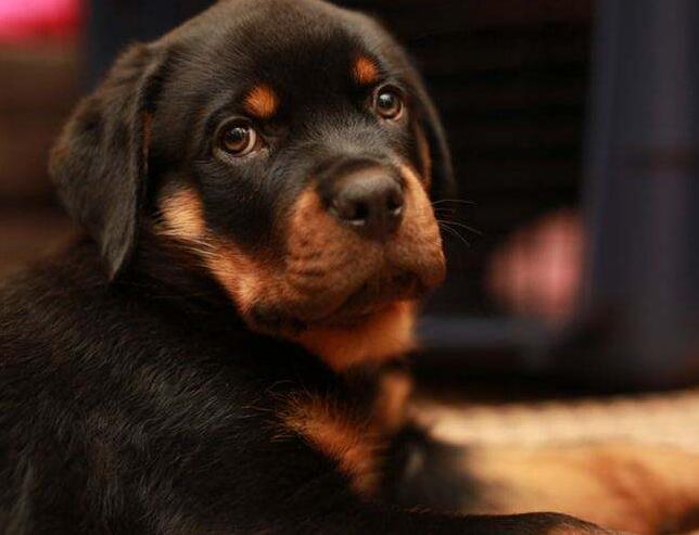 罗威纳犬咬人是什么样的表现,罗威纳犬为什么会咬人