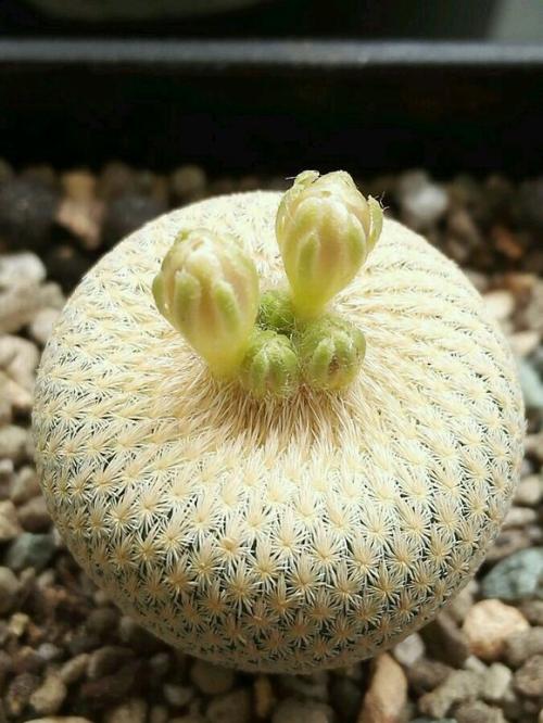 十个仙人球,最新30个仙人球品种