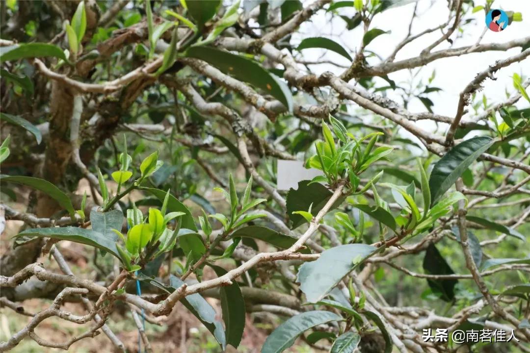 冰岛老寨大秋茶园的茶是真的吗,冰岛五寨之一糯伍什么口感