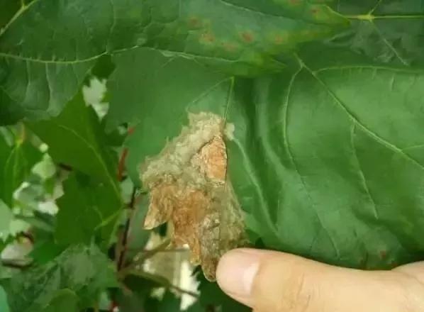 葡萄红蜘蛛病害图片,葡萄病害常用杀菌剂