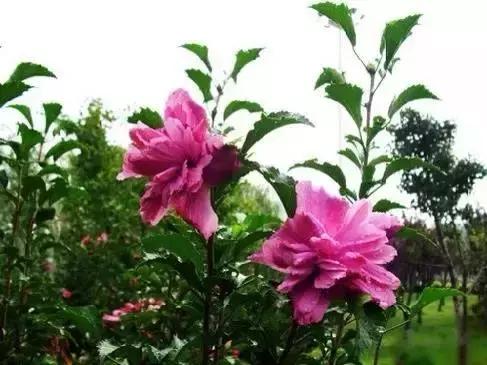 世界各国国花大开眼界美到爆,世界各国国花及国树