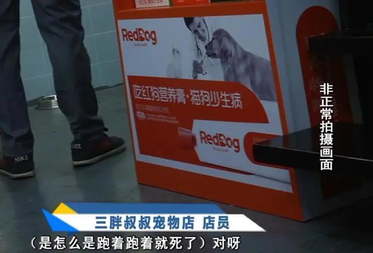 寄养“恶霸”离奇暴毙，医生说，可能是热的……