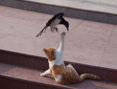 为什么喜鹊被称为报喜鸟呢,喜鹊是报喜鸟吗