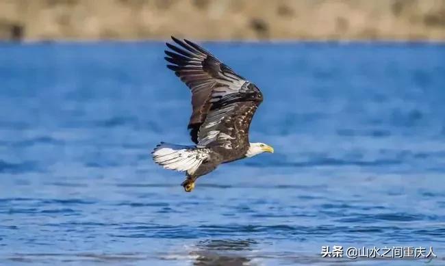 DDT、橙剂、转基因:生态环境摧毁者—孟山都