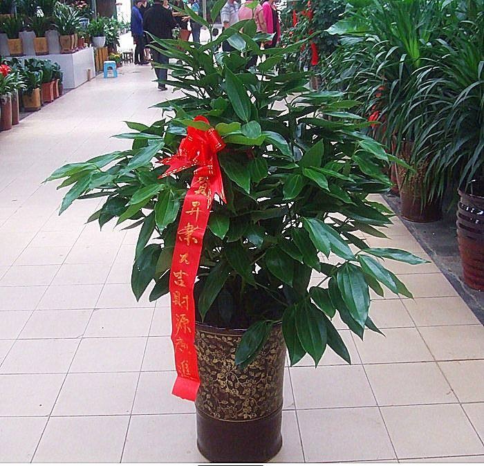 18种好养、好看、寓意超好的新家盆栽，总有一款你喜欢