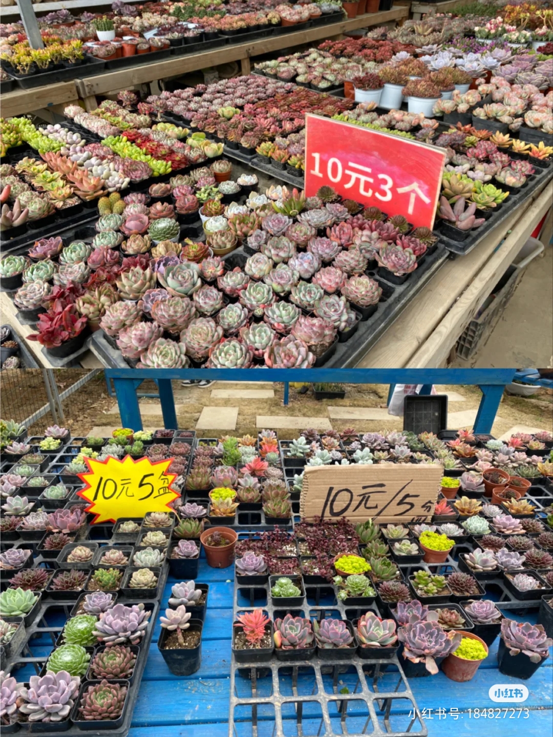 成都的花市批发市场在哪里,成都花市合集