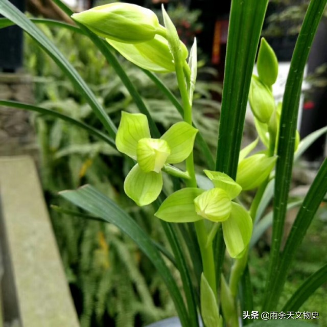 春剑中透兰花名品,春剑大富贵兰花