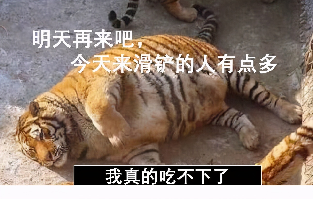 蛇狮子和巨蜥哪种动物抗饿性最强,为什么狮子老虎都害怕蛇