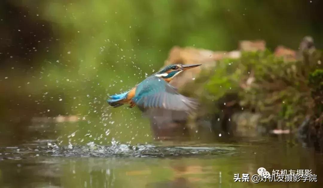 手机拍鸟镜头拍摄技巧,拍摄鸟片后期技巧有哪些