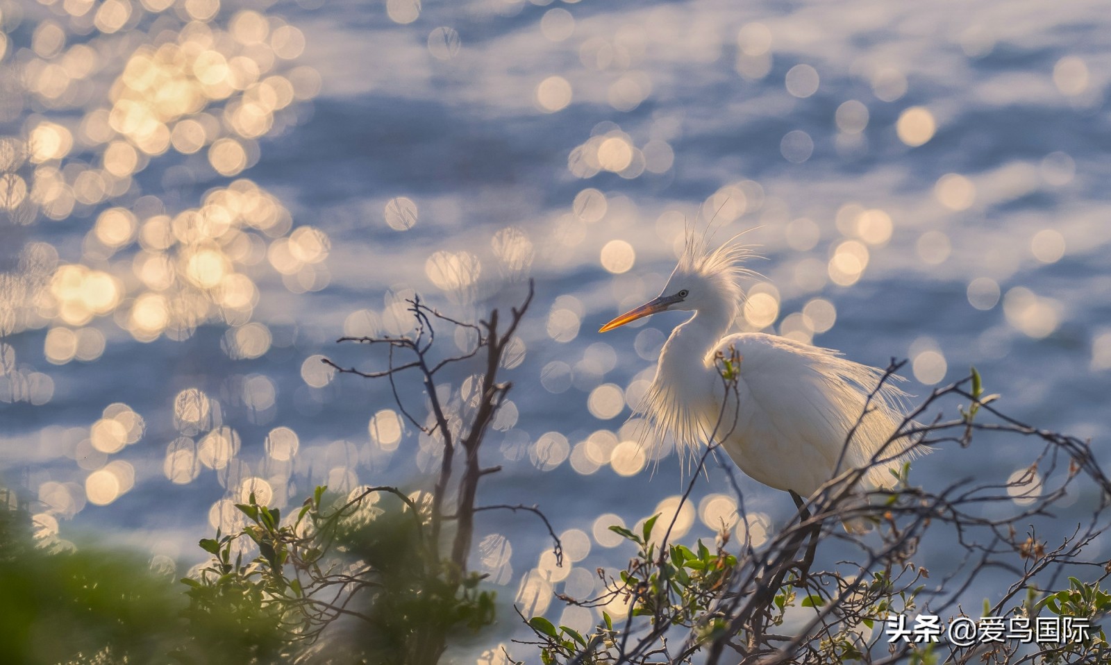鸟类图片大全大图观赏,鸟类照片合集