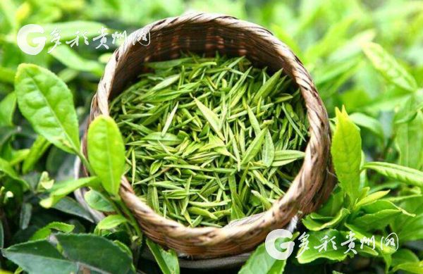 凤冈锌硒茶对男性的好处,凤冈锌硒茶是什么品种