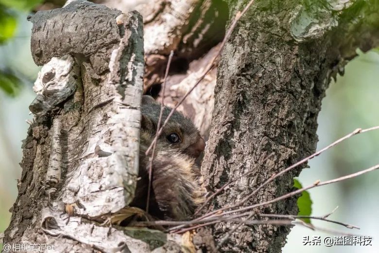 适马定焦哪一支画质最优秀,适马24mmf2.8定焦测评