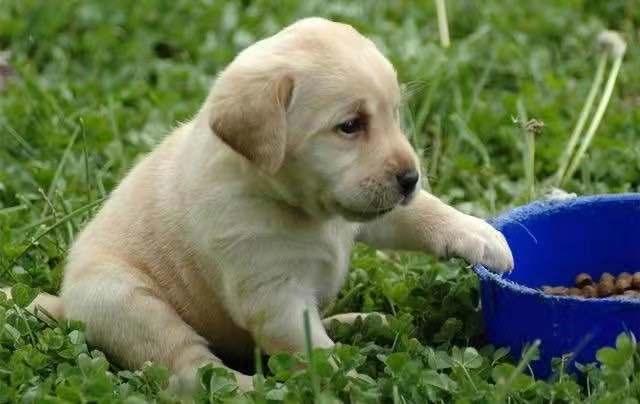 拉布拉多幼犬喂什么狗粮,拉布拉多幼犬喂什么狗粮最好
