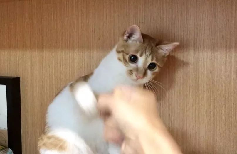 小佩闷死猫事件,小佩猫窝闷死猫