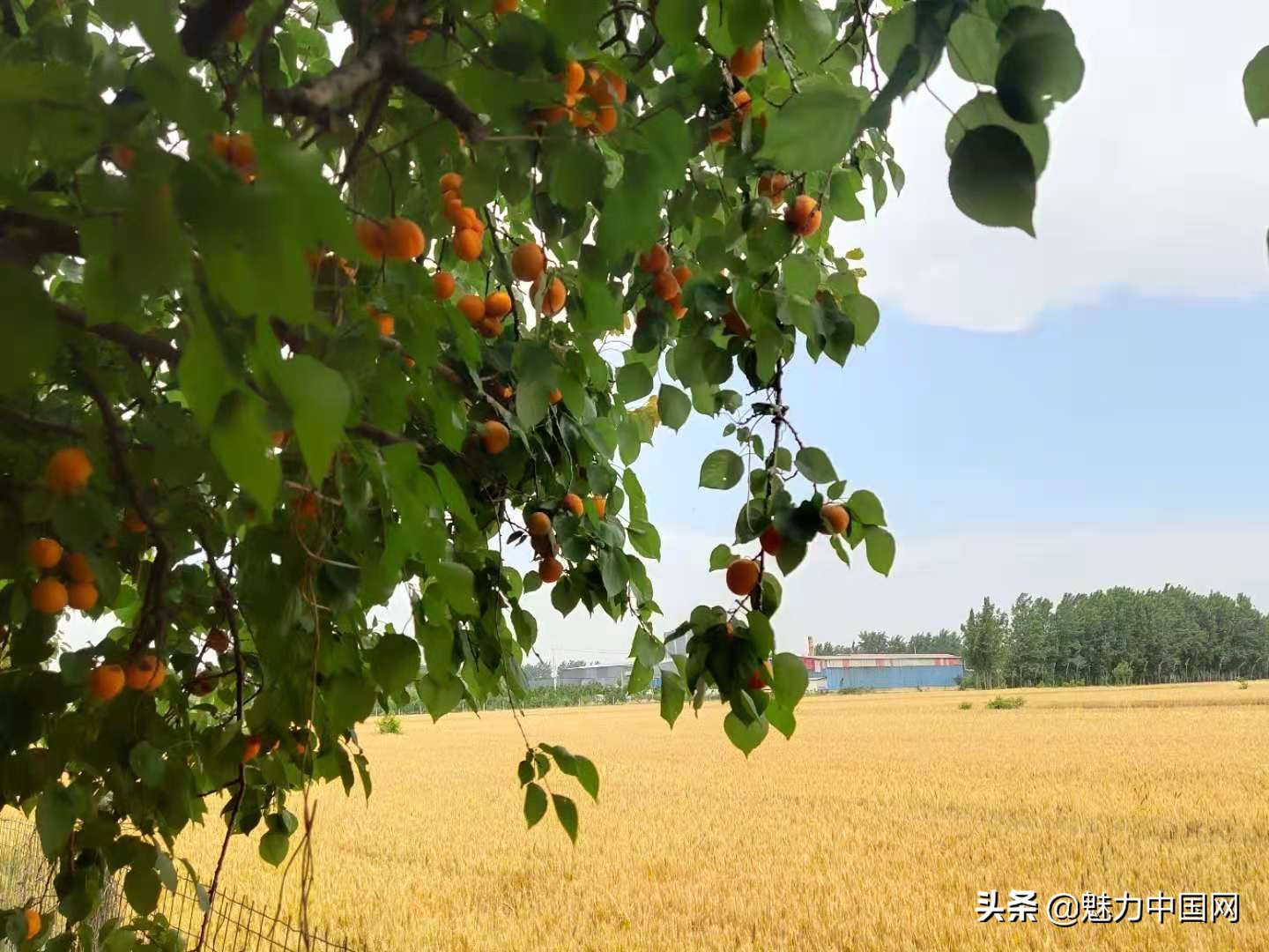 杏儿熟了课文,杏儿熟了原唱完整版