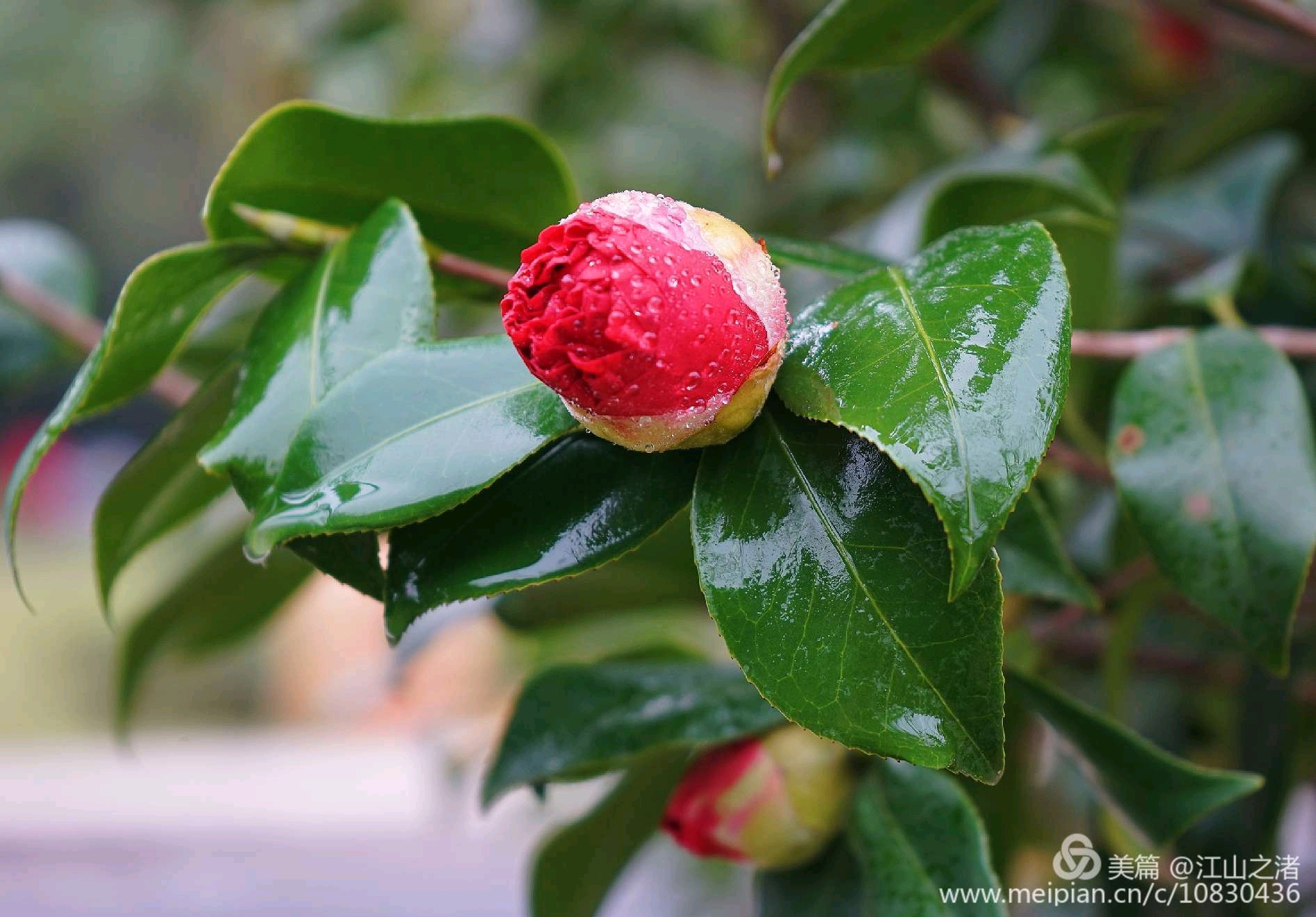 高情商的人如何解决心理难题,放下烦恼和焦虑让心回归平和