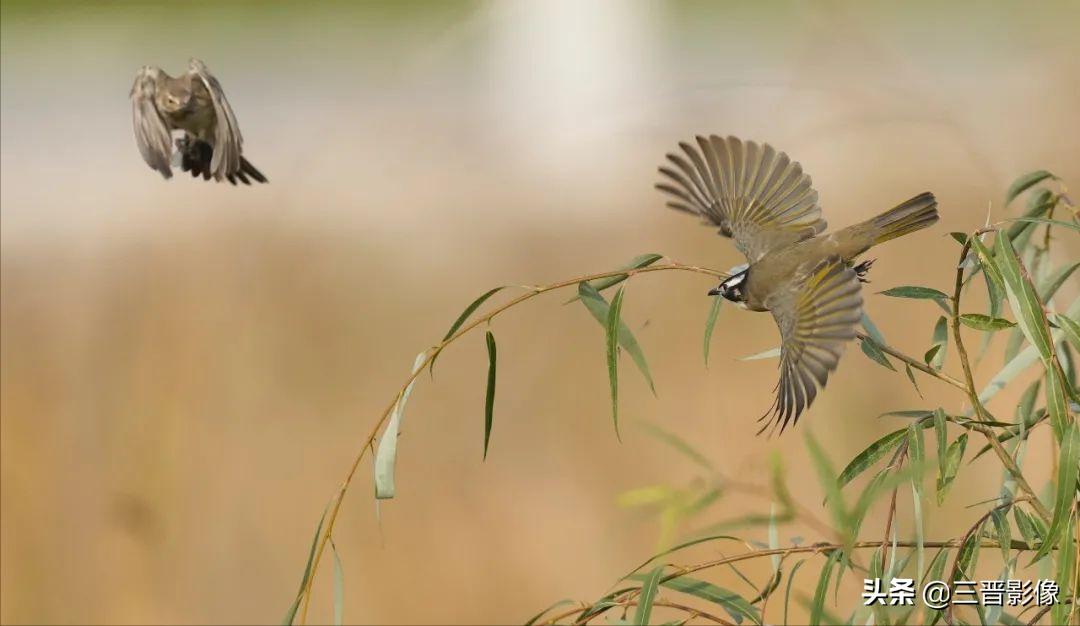 索尼相机a1是否值得入手,索尼a1相机拍鸟怎么样