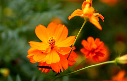 五一草花摆放的图片,春天常见的40种花图片