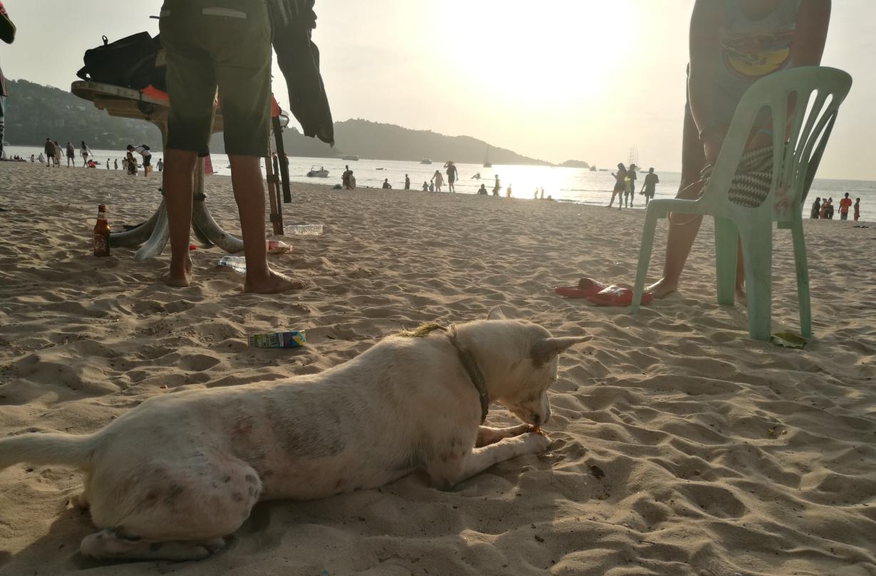 泰国普吉岛斯米兰岛旅游攻略,泰国旅游普吉岛的夏天皮皮岛浮潜