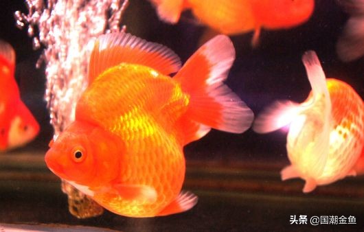 它曾是家家户户院里的“小宠儿”，那些时代是否已经一去不复返？