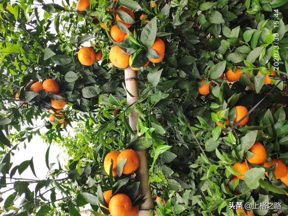 沃柑转色期可以用农药助剂么,沃柑转色期能喷钙吗