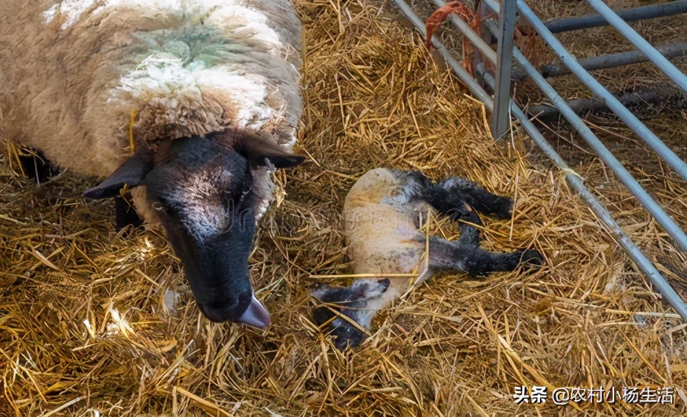 如何接生羔羊和处理突发情况?老牧民教你怎么做,满满的干货