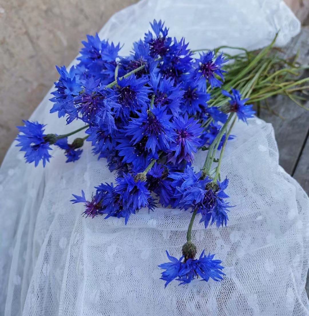 “论斤卖”的10种花卉种子，花海都种它，“靠天吃饭”就能活