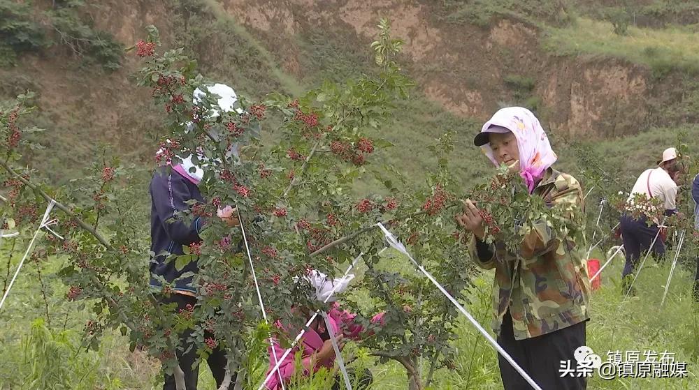 襄汾花椒映红致富路,陇南武都小康路上花椒红