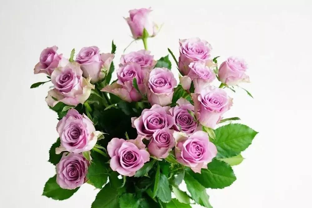 花店必备的5款玫瑰,花店最常用什么品种的玫瑰花
