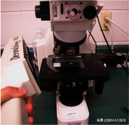 猫咪皮肤病症状及图片,猫咪皮肤病真菌