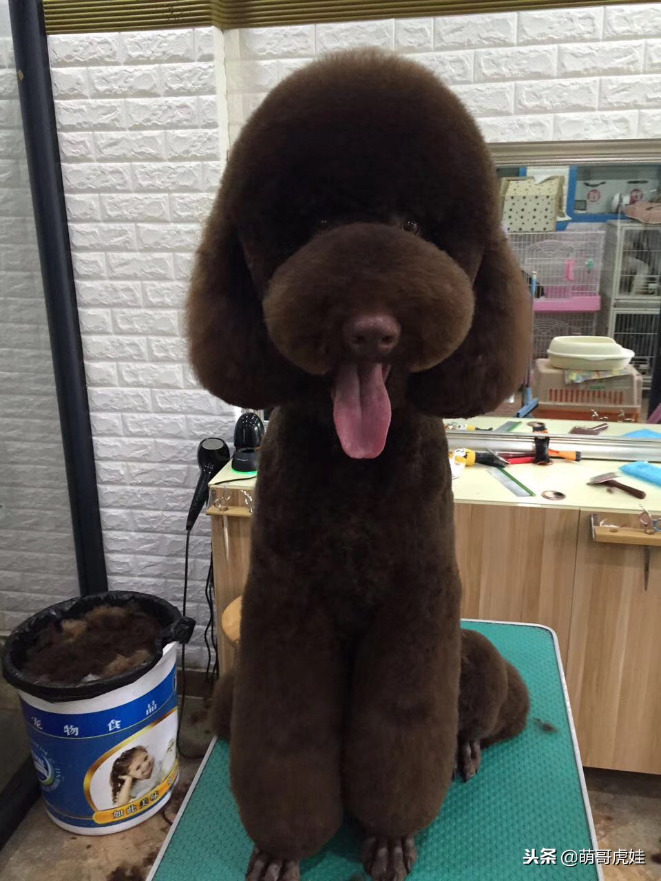 巨型贵宾犬剃完毛毛是什么样子的,巨型贵宾犬多大就能剪毛