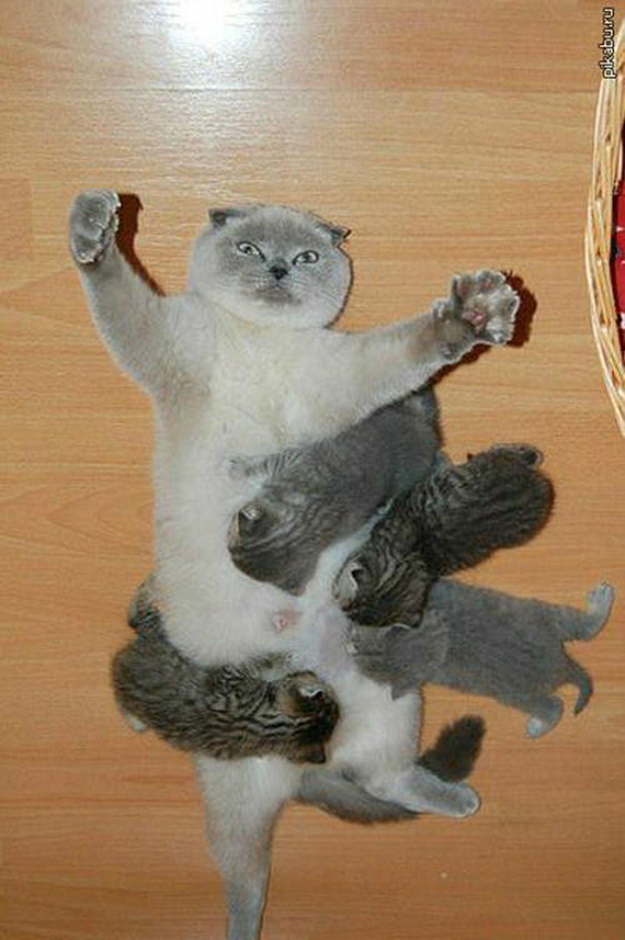 家中金毛生了一窝狗崽,每次喂奶都寸步难行,真是一个头两个大