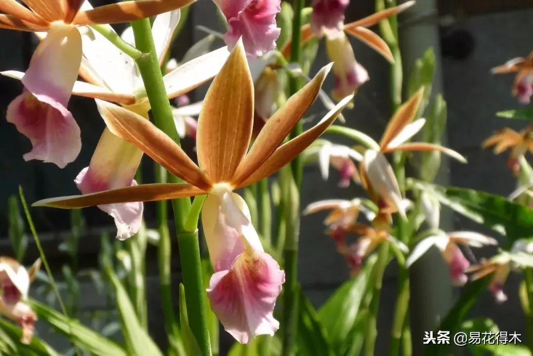 鹤顶兰讲解,鹤顶兰用什么土栽培最好