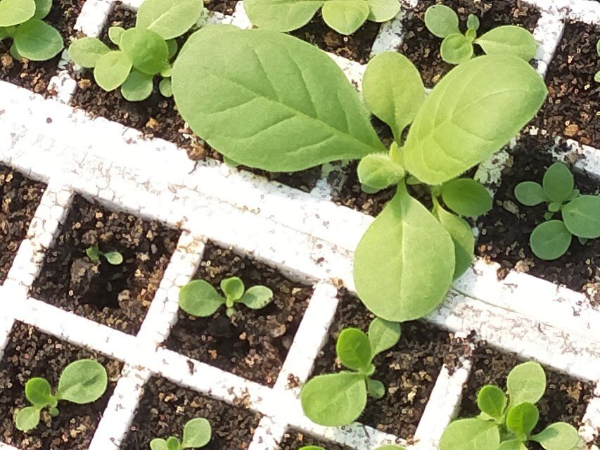 烤烟育苗有哪些问题,烤烟专业化育苗管理办法