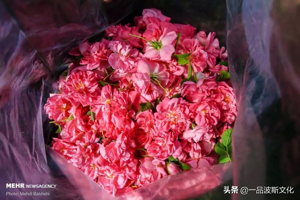 伊犁大马士革玫瑰花,伊朗大马士革纯玫瑰露