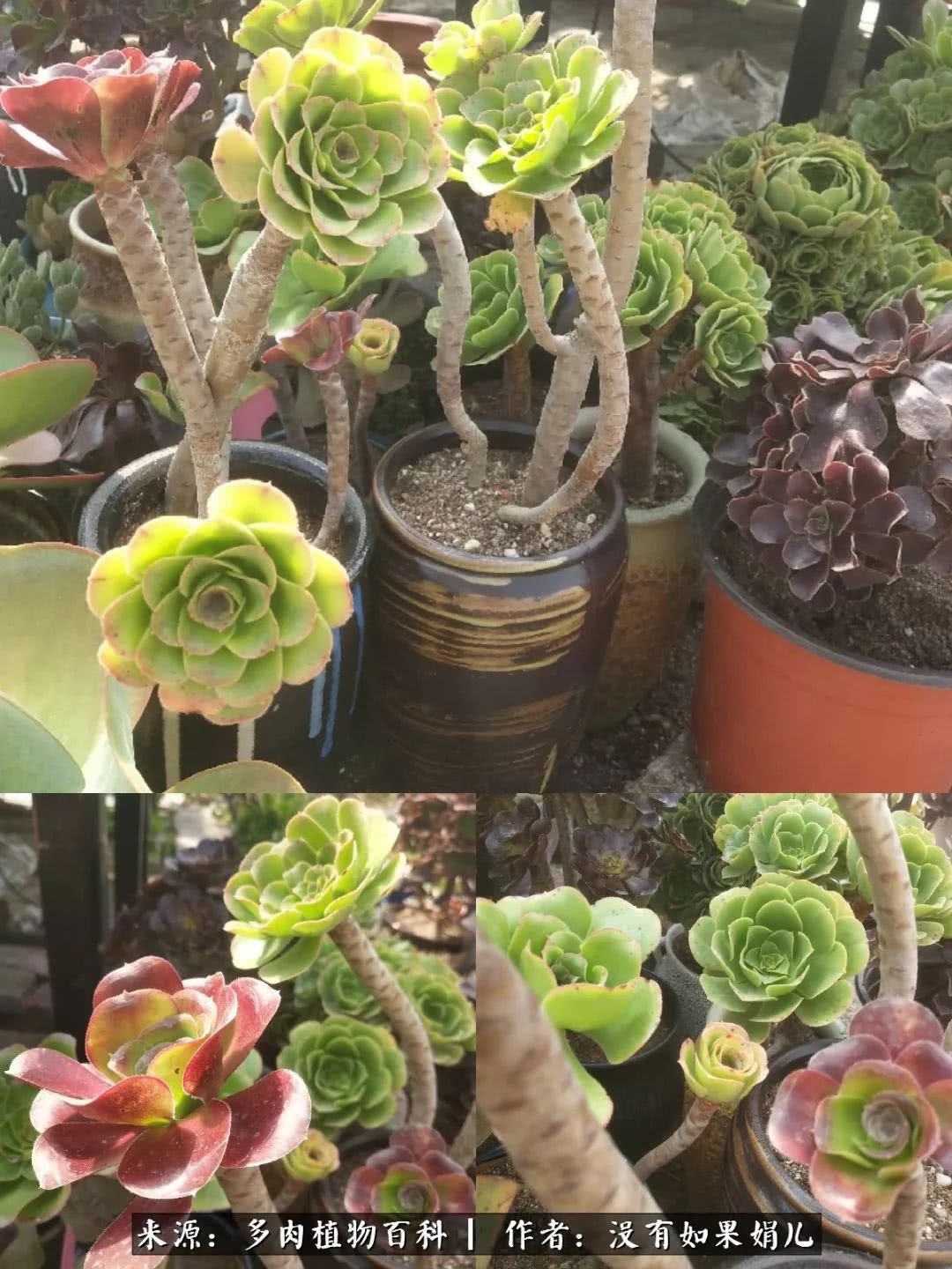 明人不说暗话，我为多肉而来！