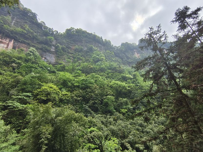 大型氧吧机,森林公园吸氧