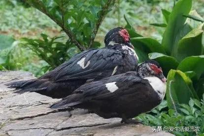 效益高收益稳定的养殖项目有哪些,有什么投资小收益高的养殖项目