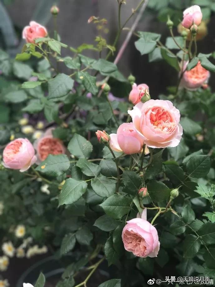 又一个十年,国产自育品种